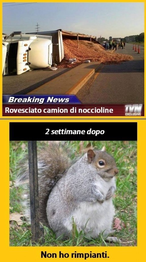 zthasvhr98-breaking-news-rovesciato-camion-di-noccioline-scoiattolo-obeso-non-ho-rimpianti_b